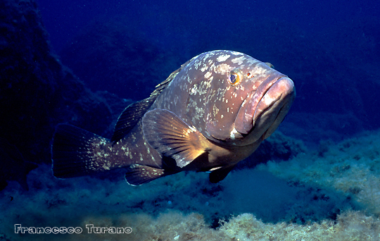 cernia-bruna-epinephelus-marginatus